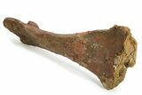 Fossil Hadrosaur (Edmontosaurus) Tibia - Wyoming #304607-2